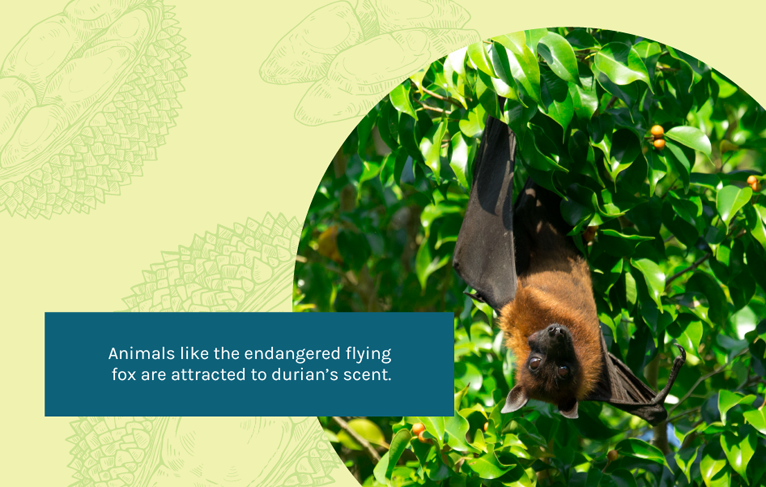 flying fox attracted to durian’s scent